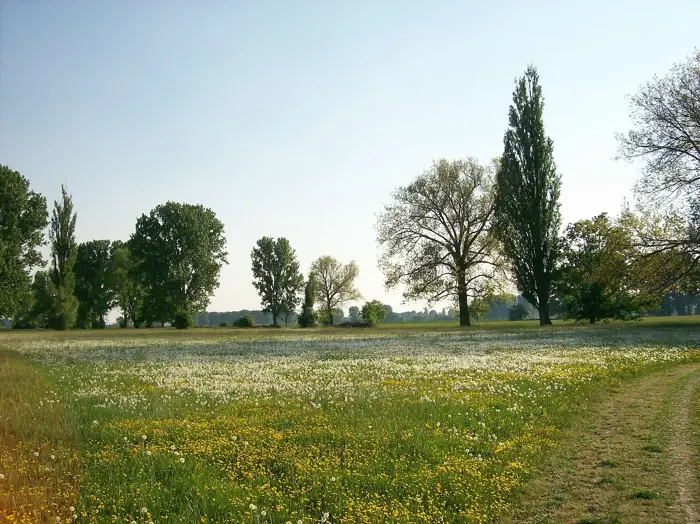 Altrhein, Landkreis Karlsruhe