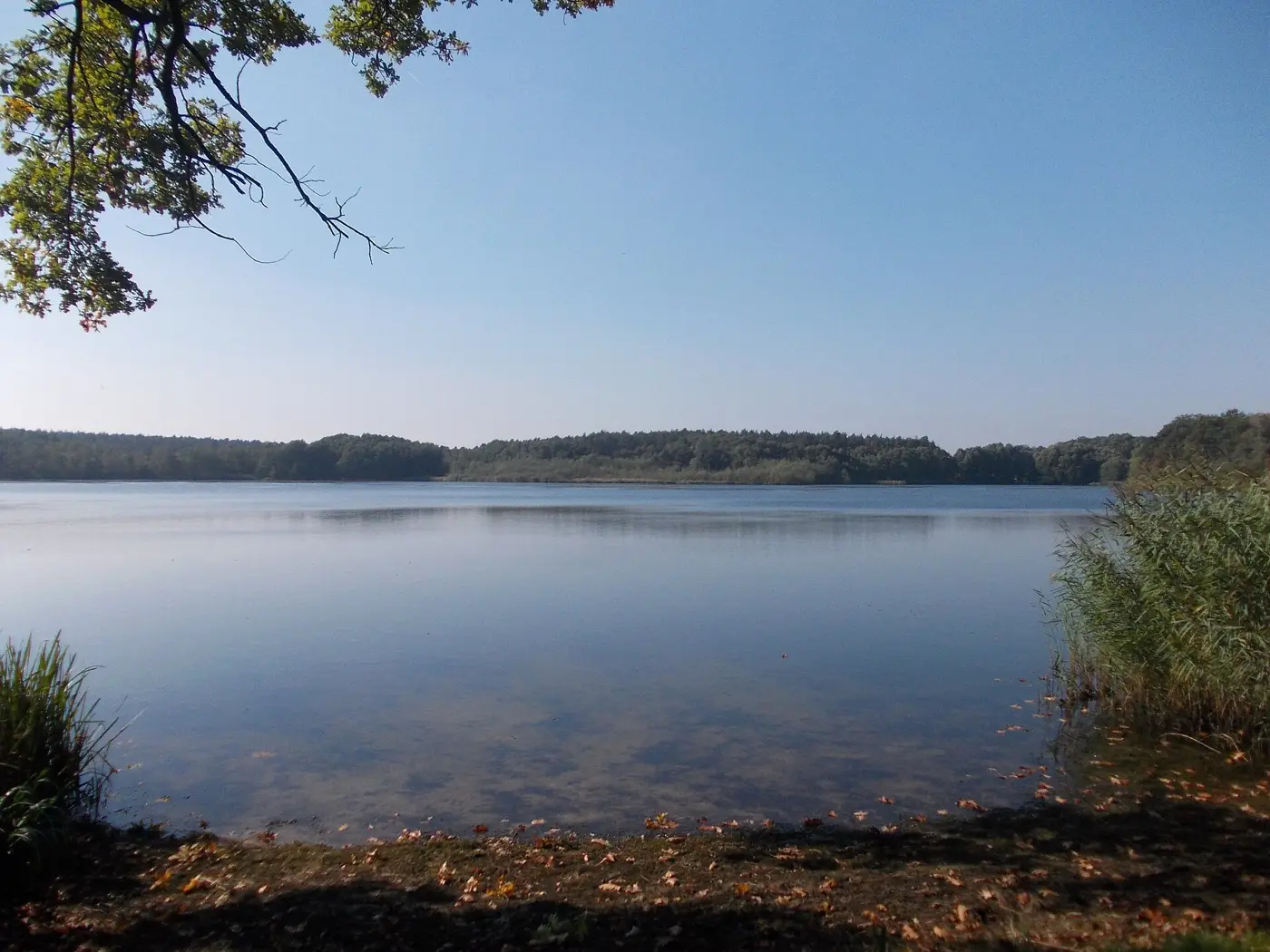 Großer Lausiger Teich, Landkreis Wittenberg