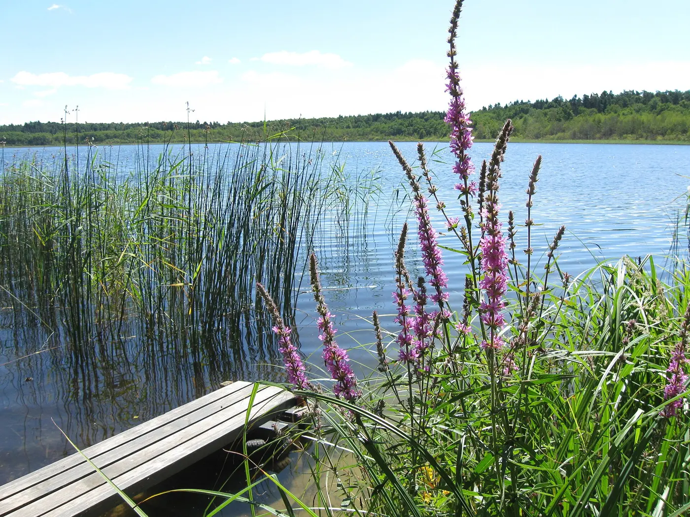 Großer Pinnower See, Landkreis Vorpommern-Greifswald