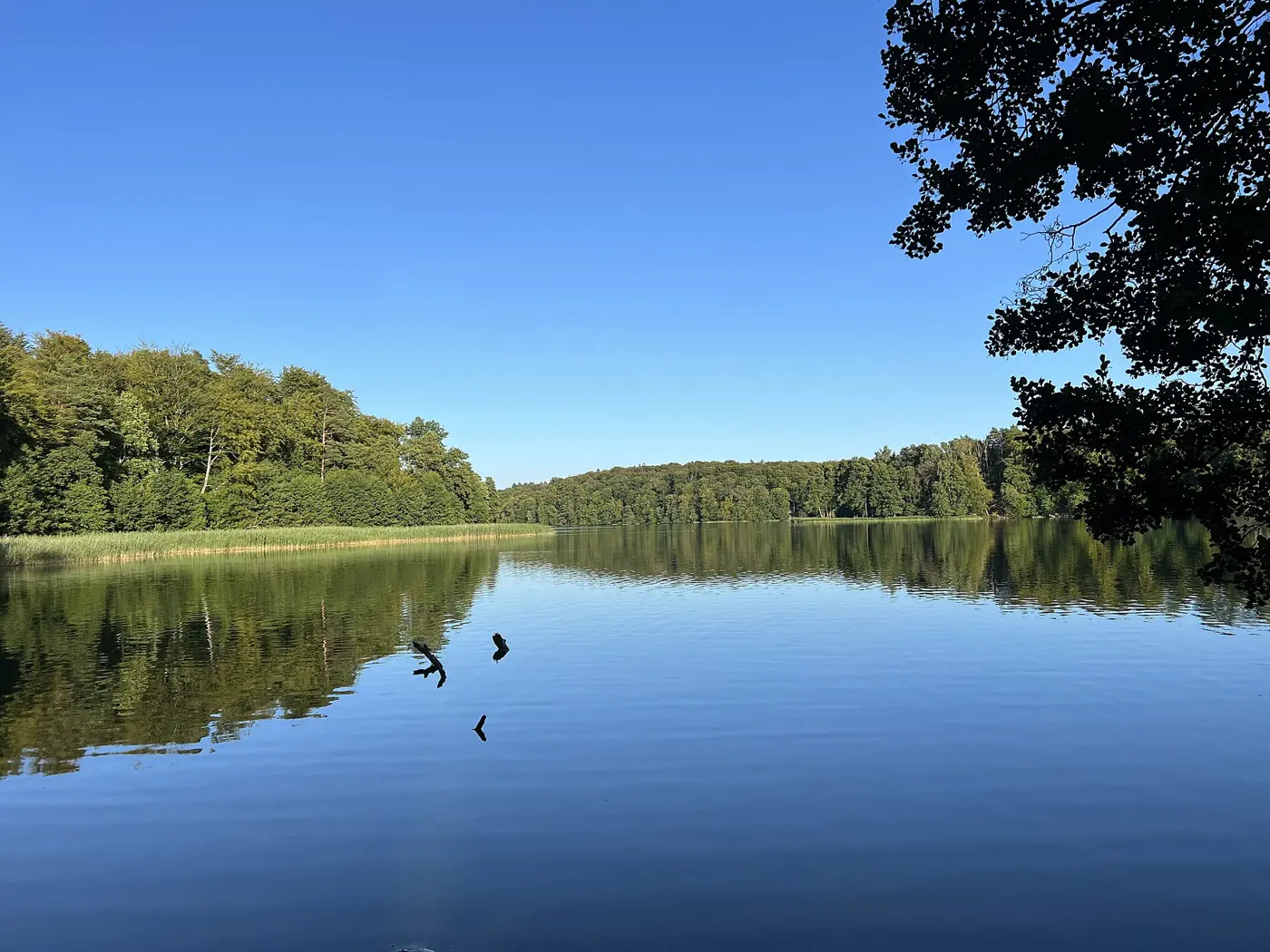 Der Liepnitzsee im Morgenlicht, glattes Wasser vor Buchenwald