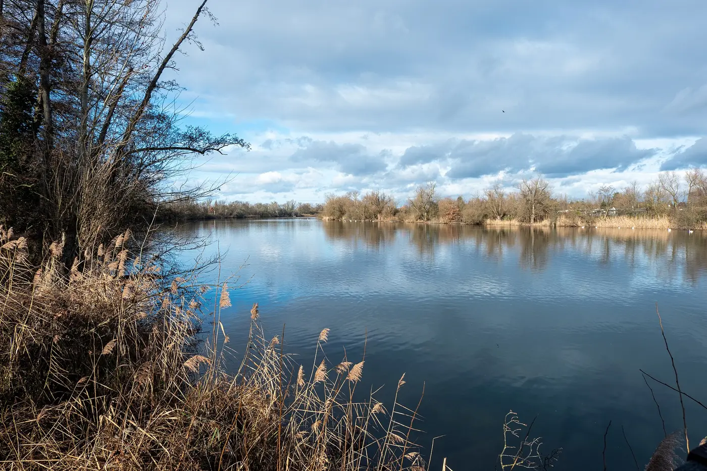 Neuhofener Altrhein, Rhein-Pfalz-Kreis