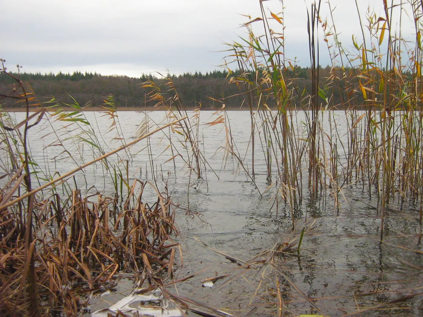 Schmiedegrundsee, Landkreis Vorpommern-Greifswald