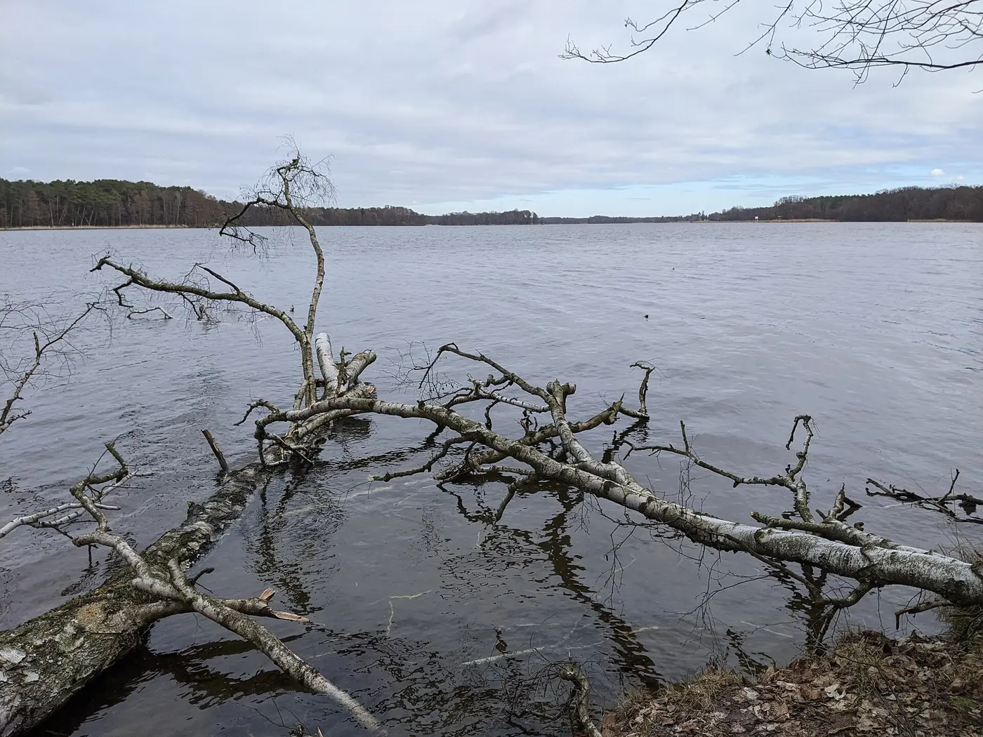 Seddinsee, Berlin