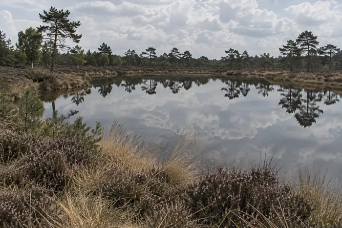 Naturbad Kiwittsmoor, Hamburg (Typbild)